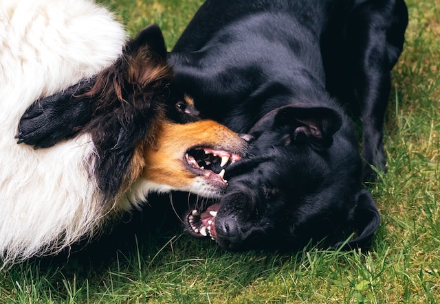 A piece about scary dogs 2023