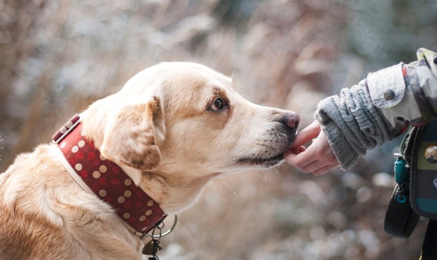The Rising Cost of Veterinary Care: What Pet Owners Need to Know