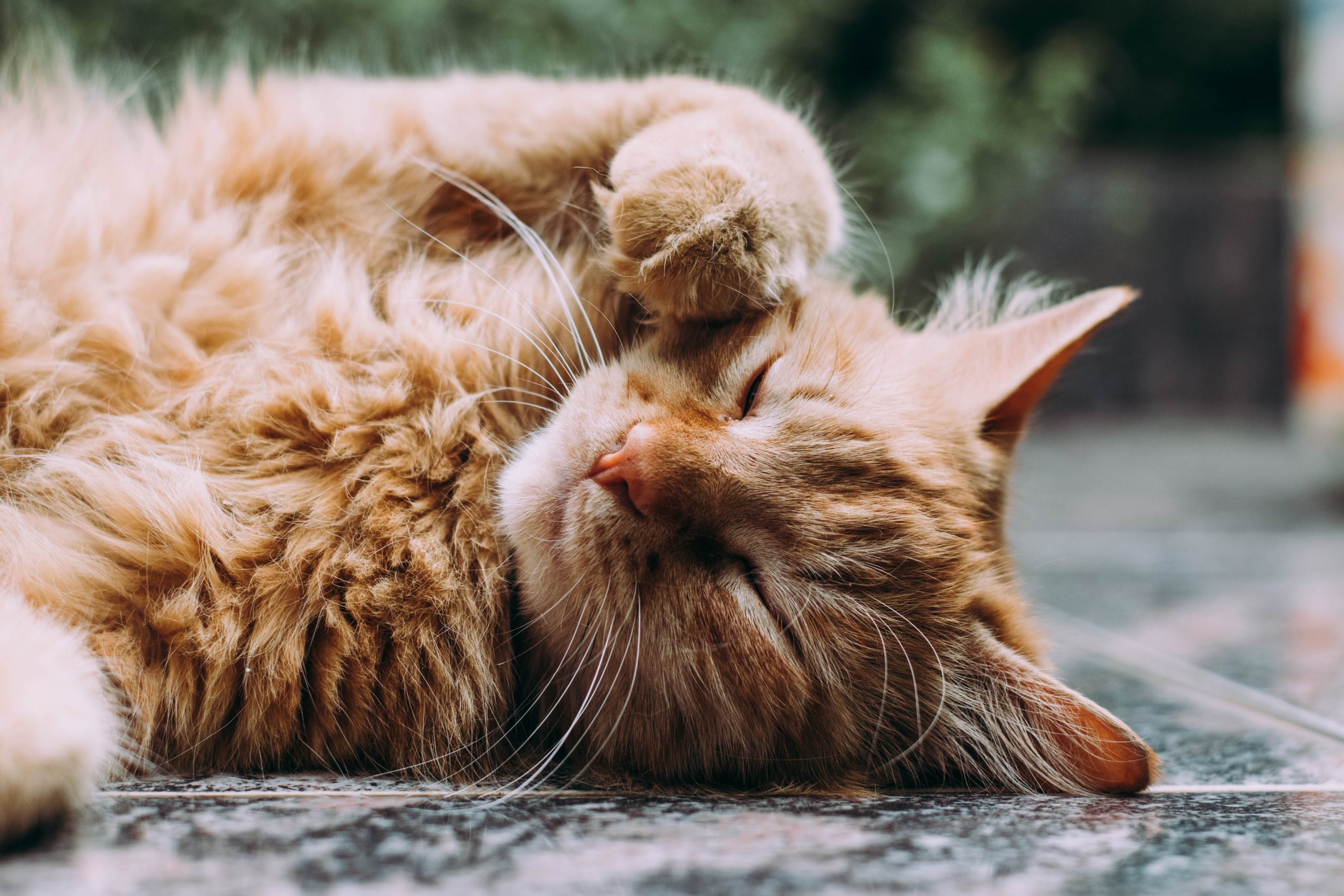 Why has my cat’s fur gone lumpy? | All you need to know