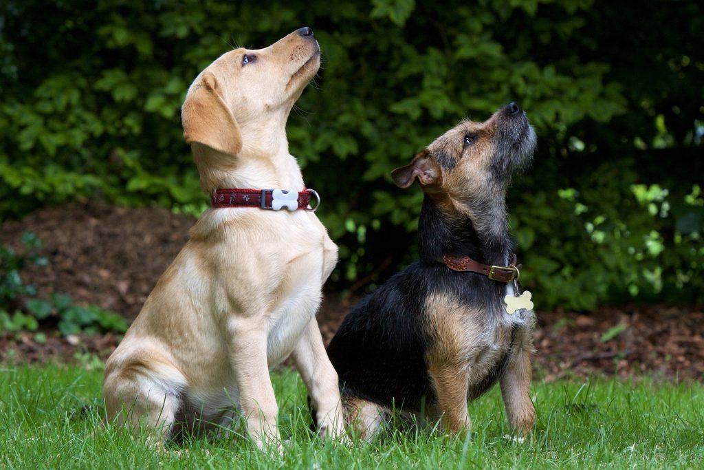 How to train a puppy to sit? Read before starting to train your Puppy!
