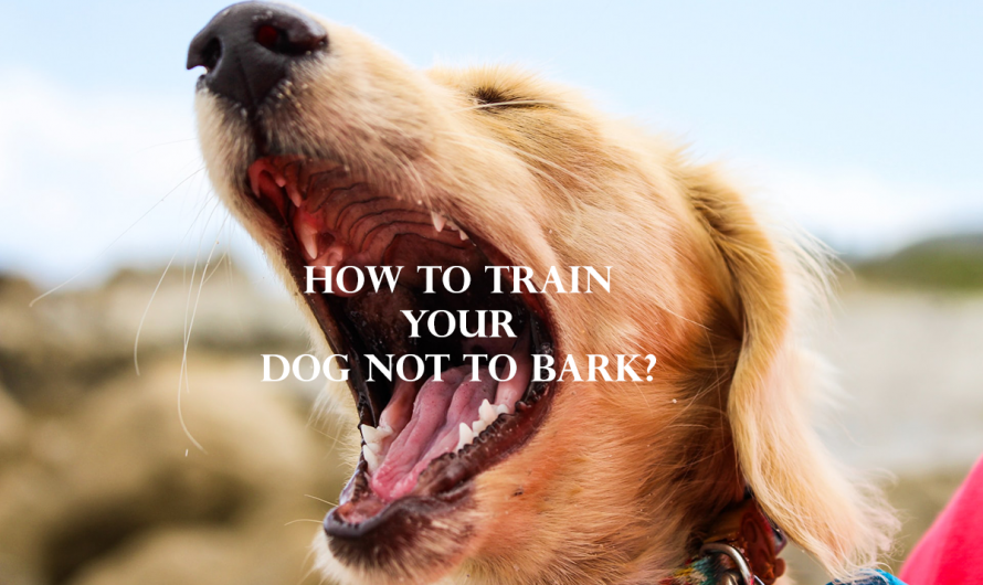 How to train your dog not to bark? – Best Tips & Tricks at a Glance!