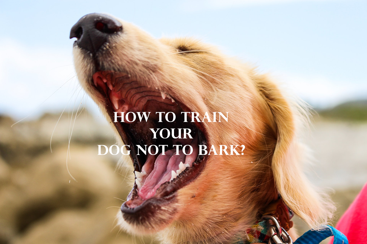 How to train your dog not to bark