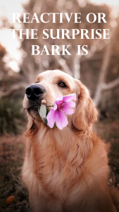 reactive or the surprise bark is often a single bark 