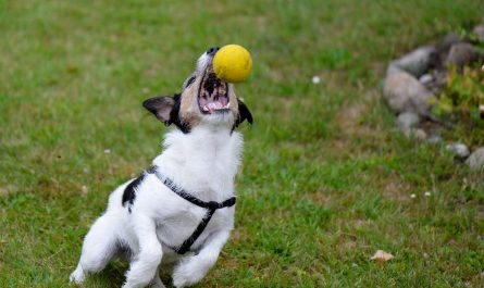 How do you train your dog to catch a ball