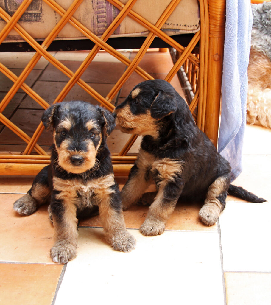 Airedale Puppies