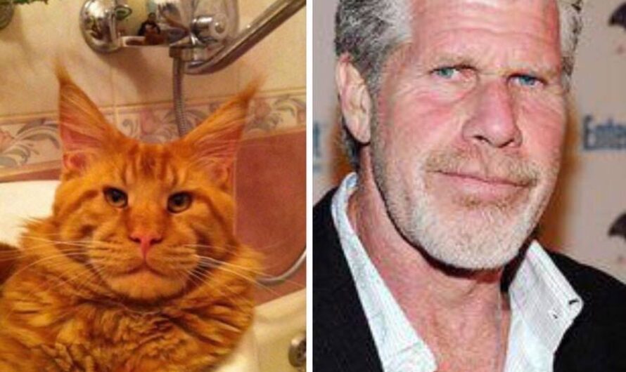 Unraveling the Charismatic World of Ron Perlman’s Cat: A Feline Tale Worth Knowing 2023