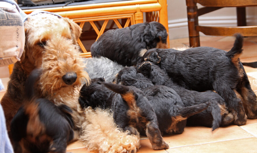 A Complete Guide to Airedale Puppies: From Adoption to Training and Care 2023