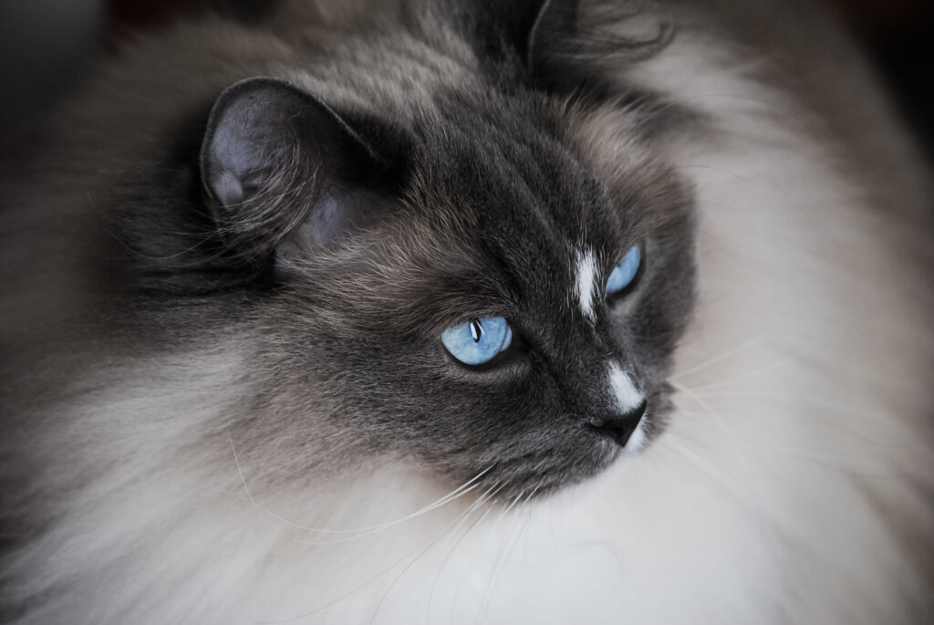 black ragdoll cats