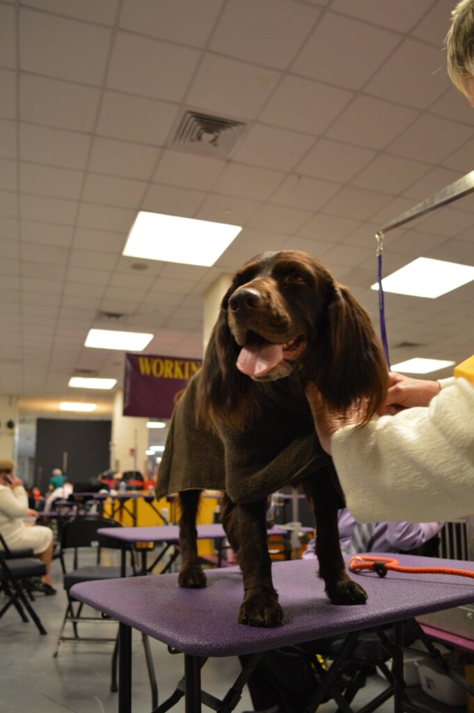 boykin spaniel puppies