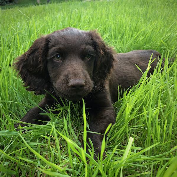 Boykin Spaniel Puppy Care