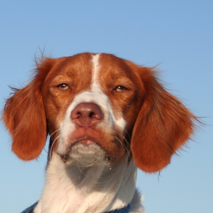 brittany spaniel puppies