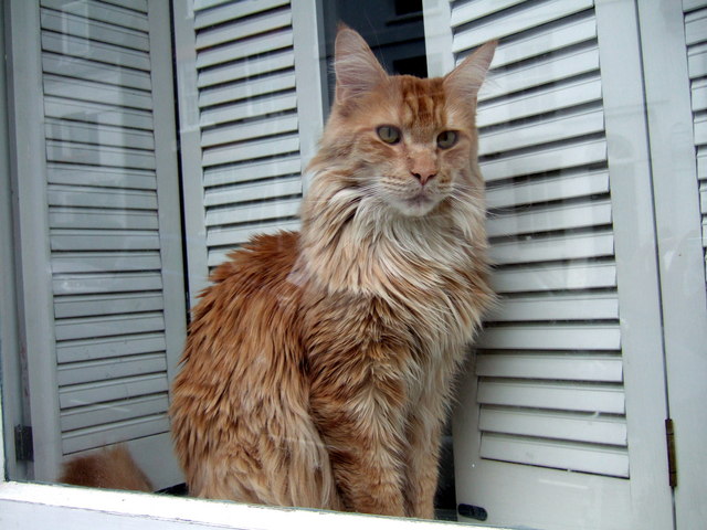 orange maine coon