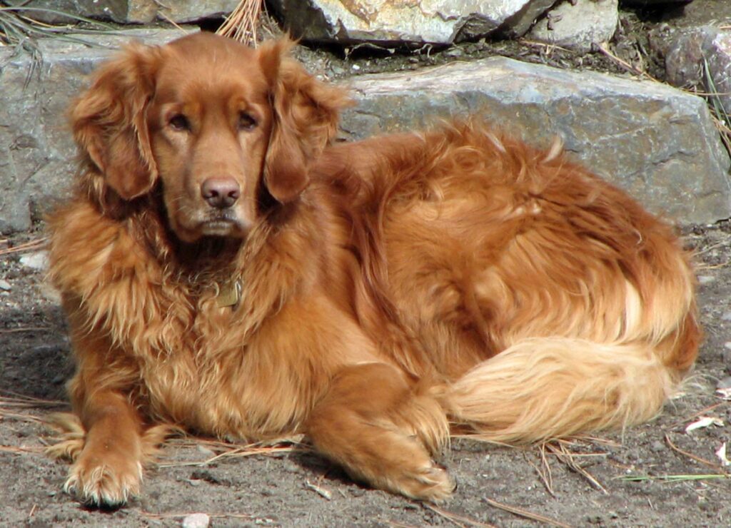 red golden retriever puppies