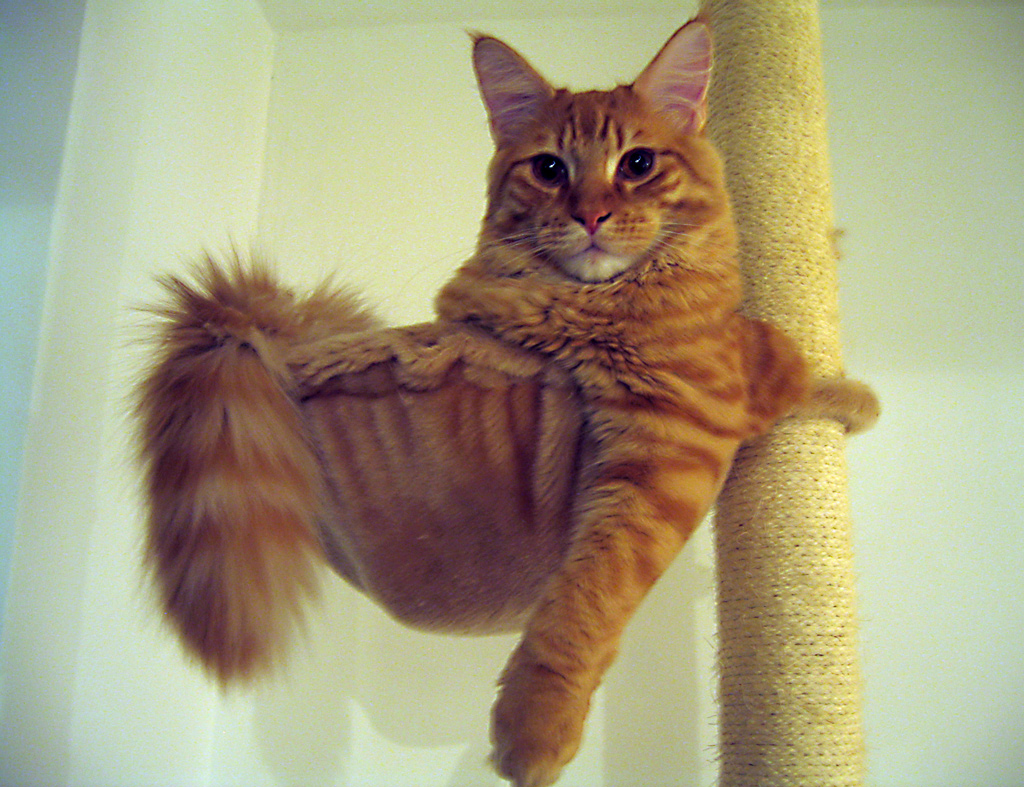 orange maine coons