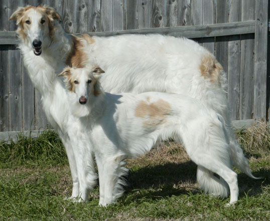 Borzoi Puppy