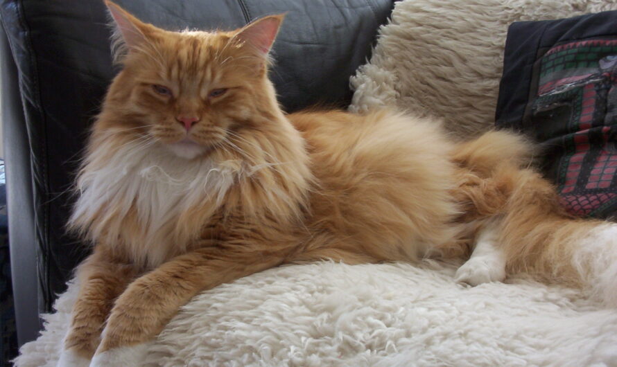 orange maine coons: Discover the Majestic Feline Breed 2023