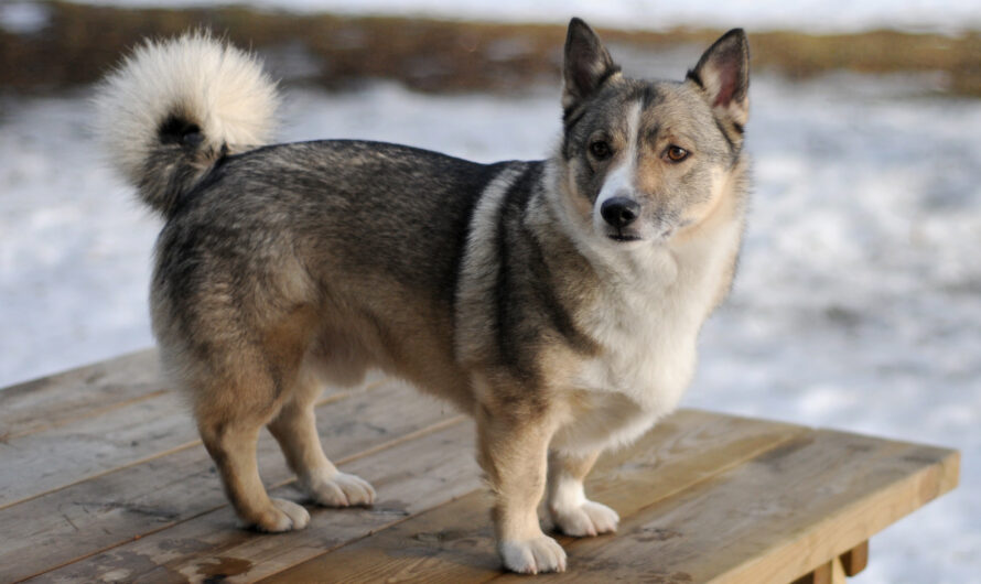 A Guide to Swedish Vallhund Puppies: Characteristics, Care, and Training 2023