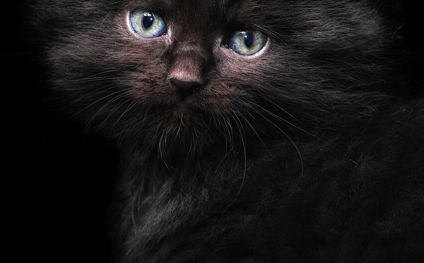 Unveiling the Enigma: Black Maine Coon Cats 2023