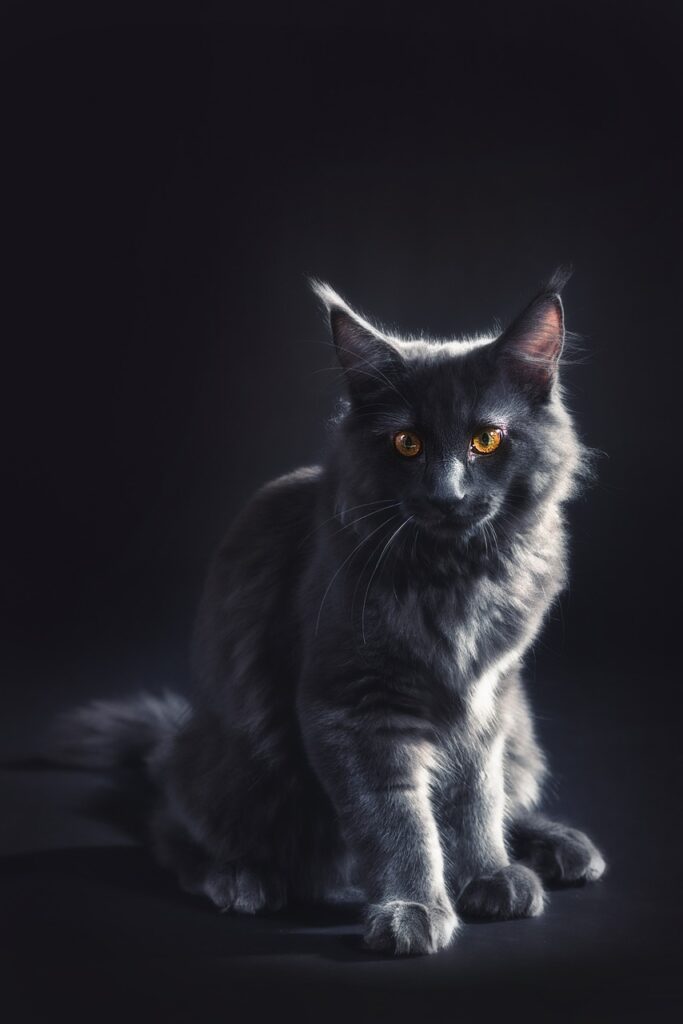 Black Maine Coon Cats