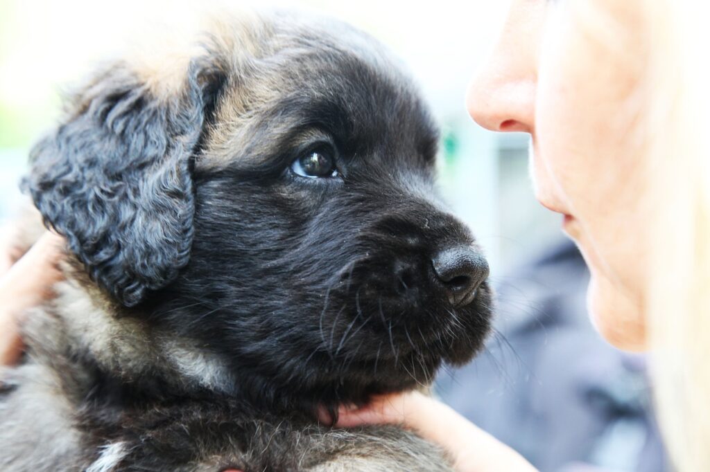 Leonberger Puppies