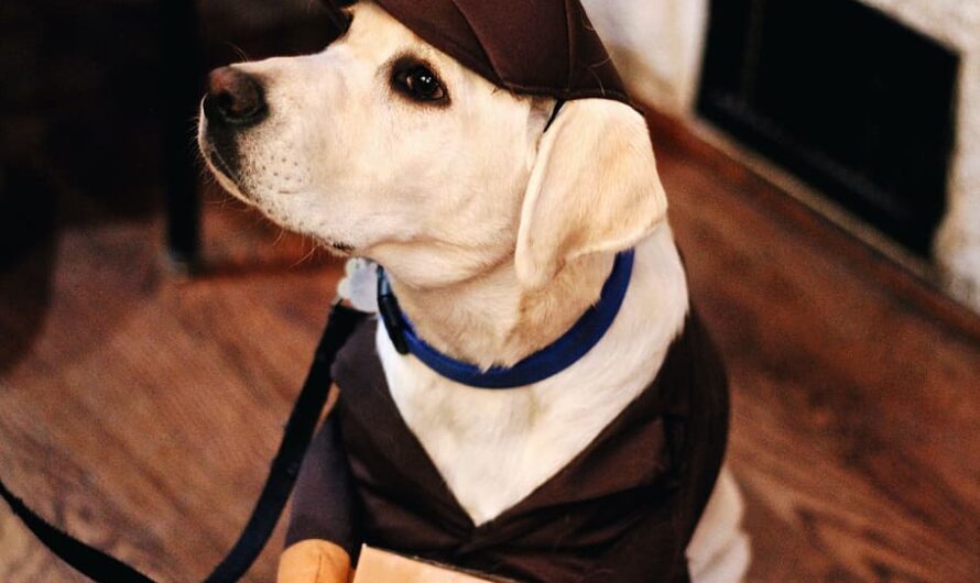 Dapper Dog: Unleashing the Secrets of Canine Fashion 2023