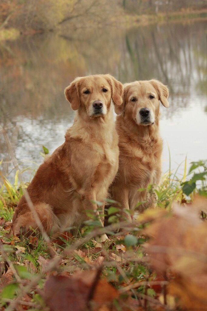 red golden retriever puppies