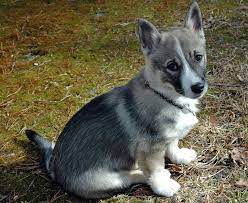 swedish vallhund puppies