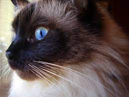 Unveiling the Enigmatic Charm of Black Ragdoll Cats 2023