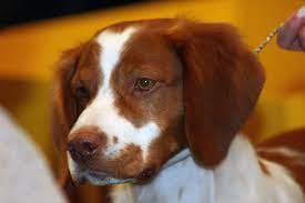 brittany spaniel puppies