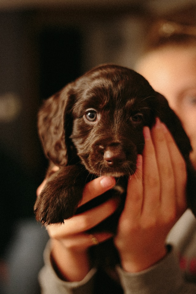 Coonhound Puppies