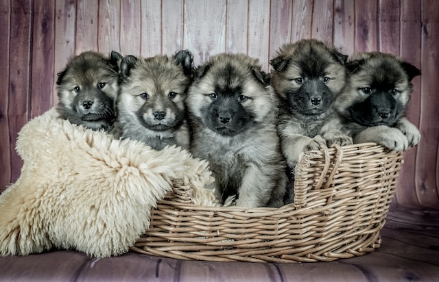 swedish vallhund puppies