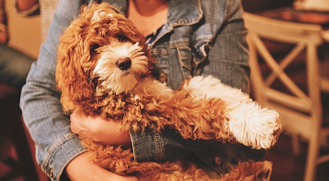 The Ultimate Guide to Raising a Black Goldendoodle Puppy 2023