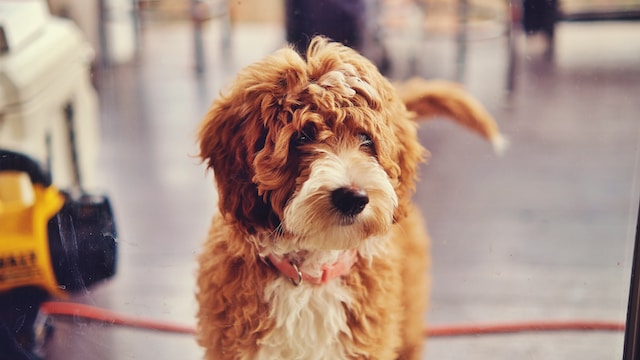 Black Goldendoodle Puppy