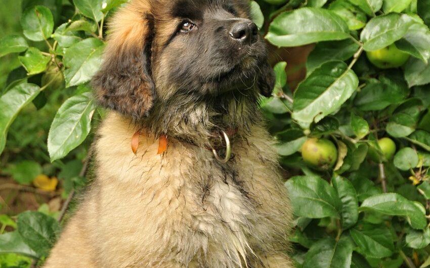 Your Guide to leonberger puppies: From Adoption to Training 2023