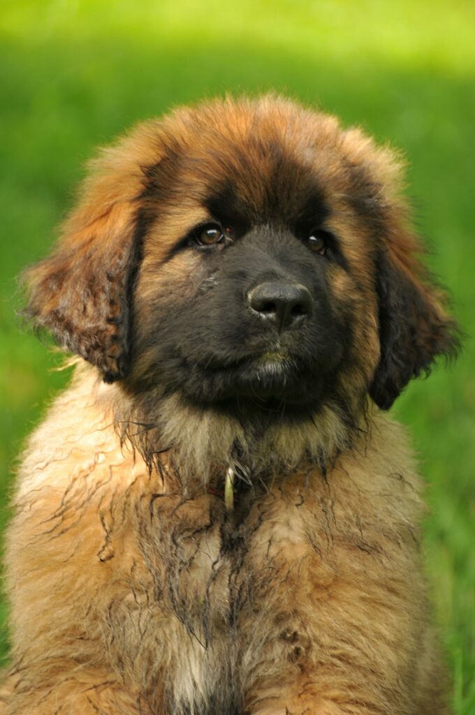 Leonberger Puppies