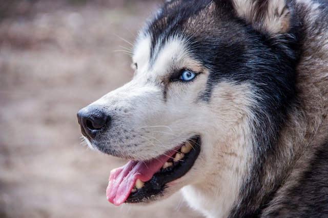 husky tibetan mastiffs