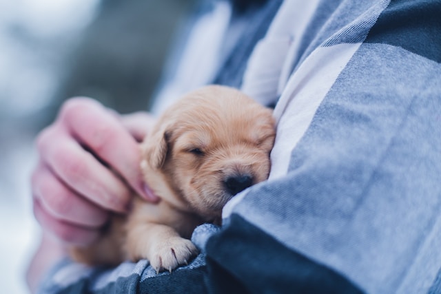 Coonhound Puppies: Your New Best Friend 2023