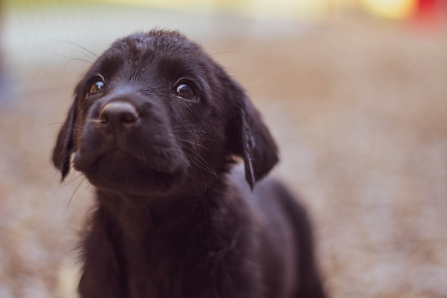 Coonhound Puppies