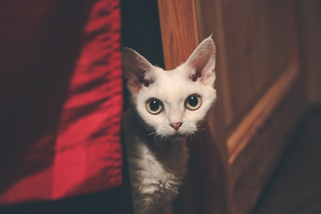 Devon Rex Kittens