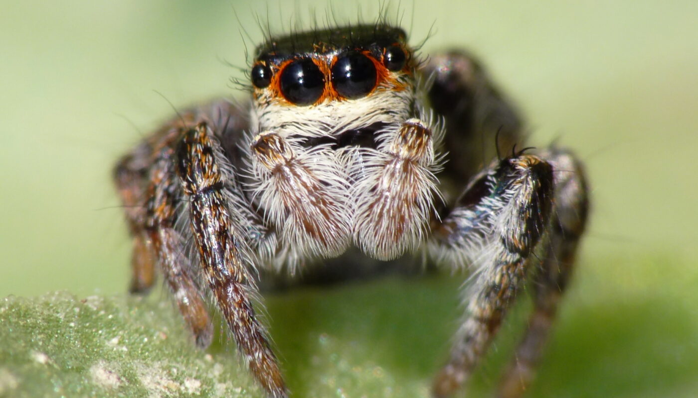 Jumping Spider Pets