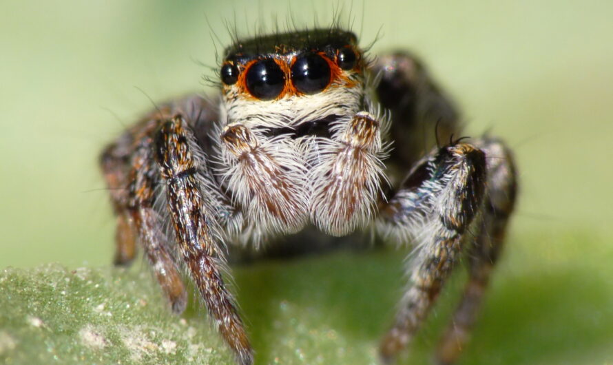All Eyes on You: The Thrilling Adventure of Keeping Jumping Spider Pets 2023
