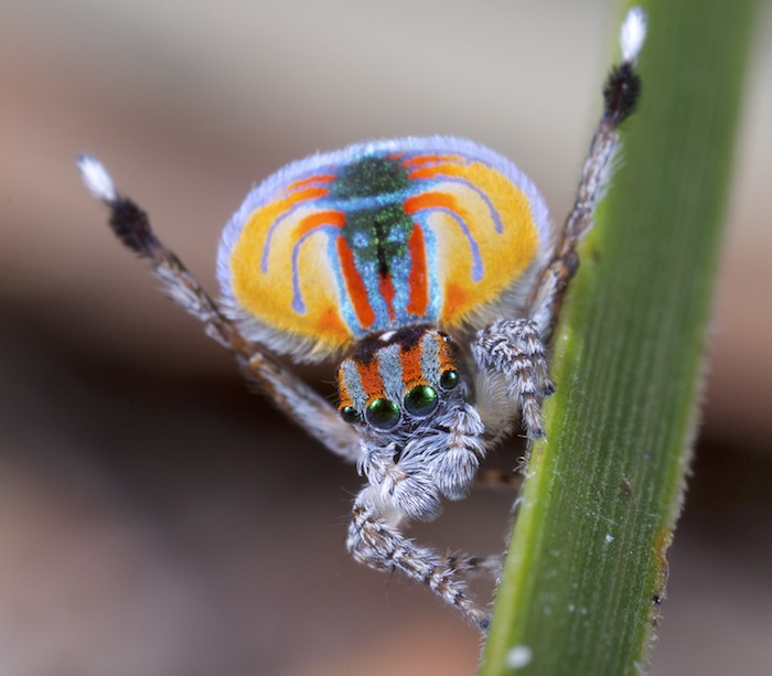 Jumping Spider Pets