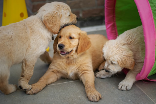 Golden Retriever