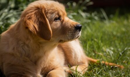Golden rotriever adoption