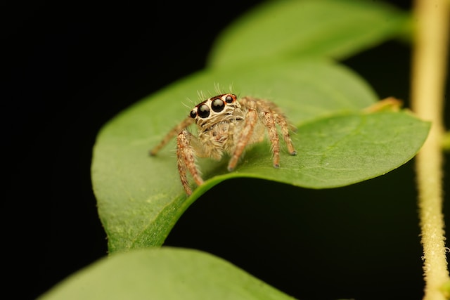 Jumping Spider Pet – A Guide to Keeping an Unconventional Pet 2023
