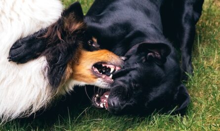scary dogs