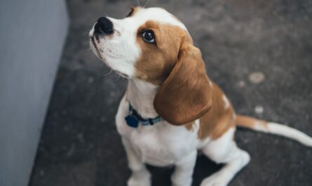 Goberian Puppy