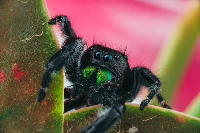 Jumping Spider Pet