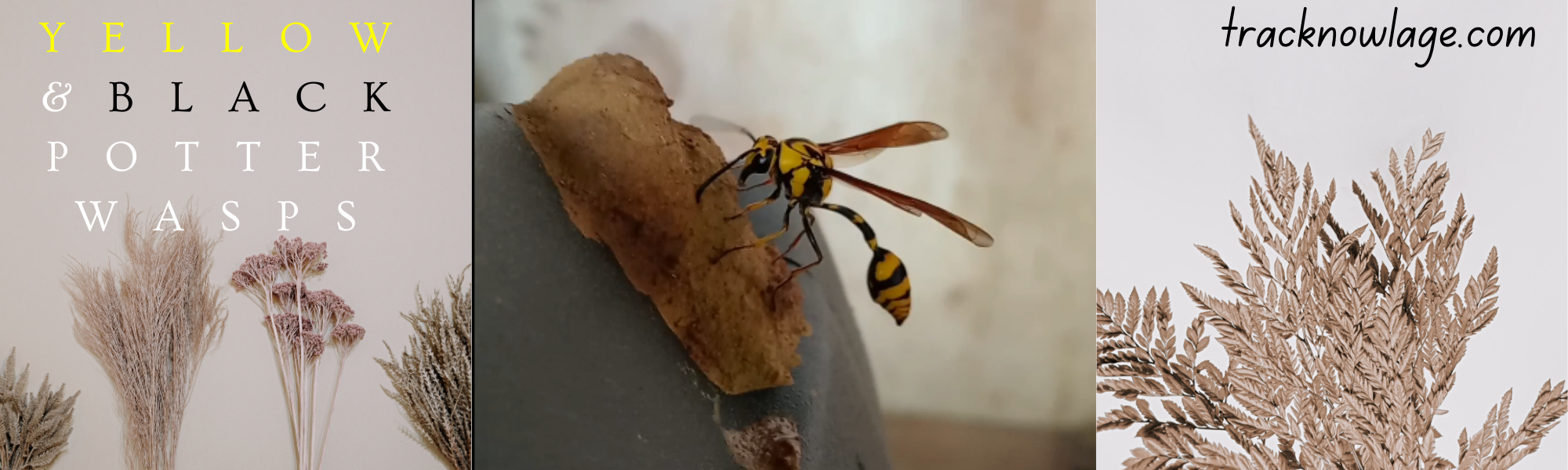 Identifying Yellow and Black Potter Wasps: Behavior, Habitat, and Nests