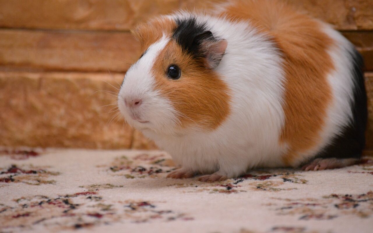 guinea Pig